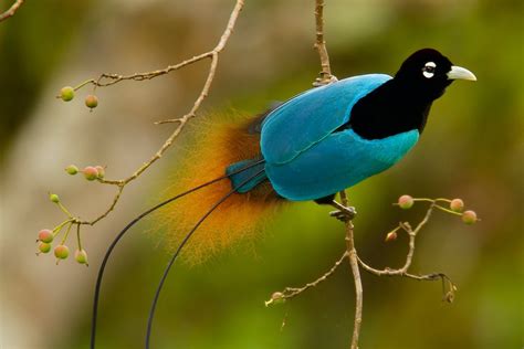 The Mating Rituals and Courtship Displays of Exotic Birds of Paradise